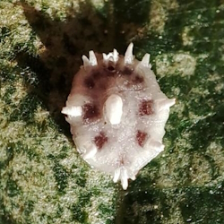 Ceroplastes rusci